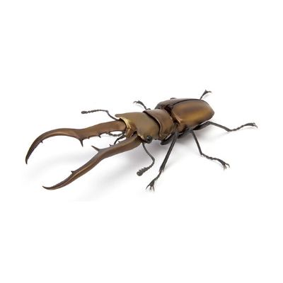 生物大图鉴 锹甲 4