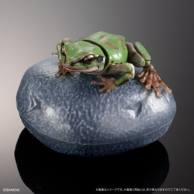 进化生物大图鉴 雨蛙 2