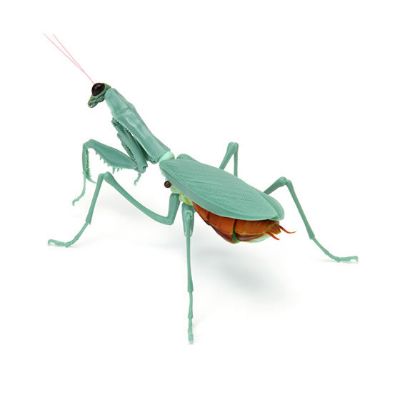 生物大图鉴 螳螂2