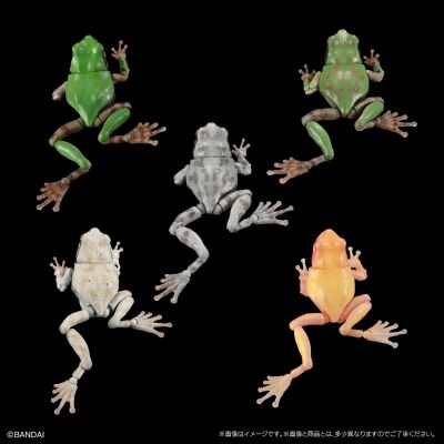 进化生物大图鉴 雨蛙 2