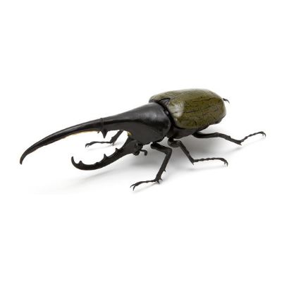 生物大图鉴 甲虫