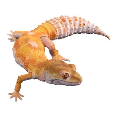 进化生物大图鉴 豹纹壁虎