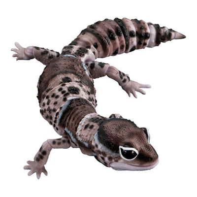 进化生物大图鉴 肥尾壁虎