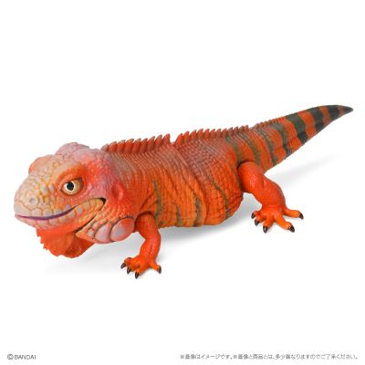 爬行生物大图鉴 美洲鬣蜥 与 睫角壁虎