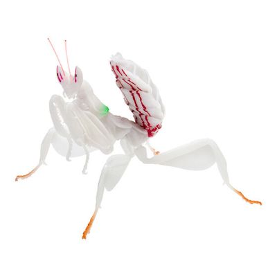 生物大图鉴 螳螂 3