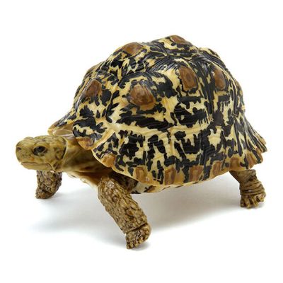 生物大图鉴 陆龟 6