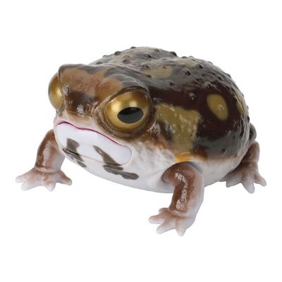 爬行类生物图鉴 角蛙 与 雨蛙