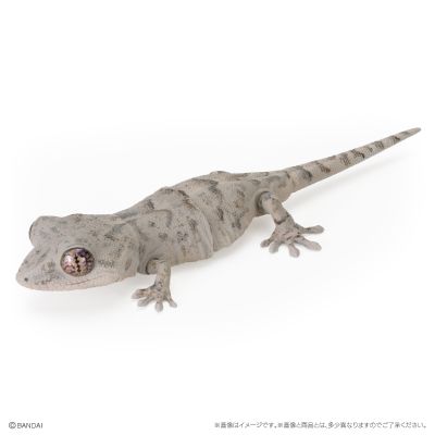 爬行类生物大图鉴 多疣壁虎 与 鬃狮蜥