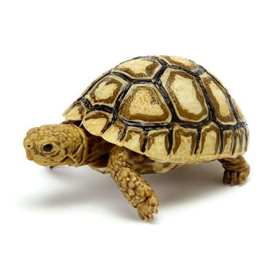 生物大图鉴 陆龟 6