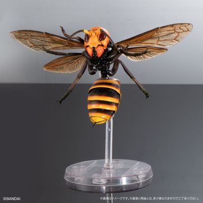 进化生物大图鉴 胡蜂 2 加鲁达巨唇泥蜂 + 展示架套装