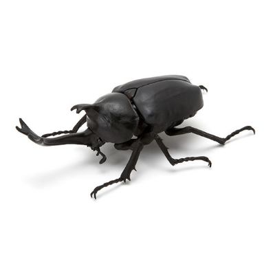 生物大图鉴 甲虫