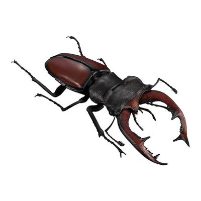 生物大图鉴 锹甲 5