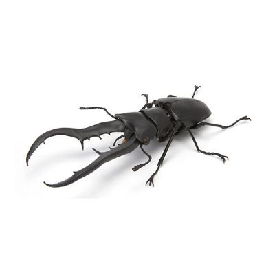 生物大图鉴 锹甲 4