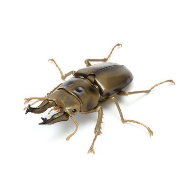 生物大图鉴 锹甲 3