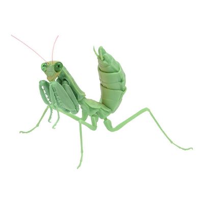 生物大图鉴 螳螂 3