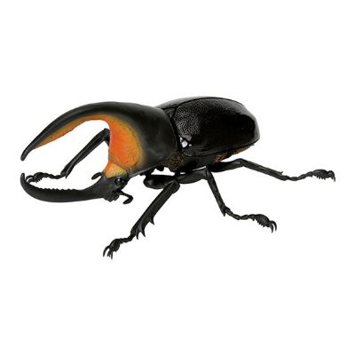 生物大图鉴 甲虫 5
