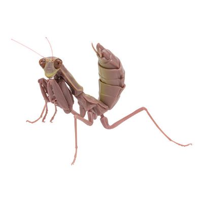 生物大图鉴 螳螂 3