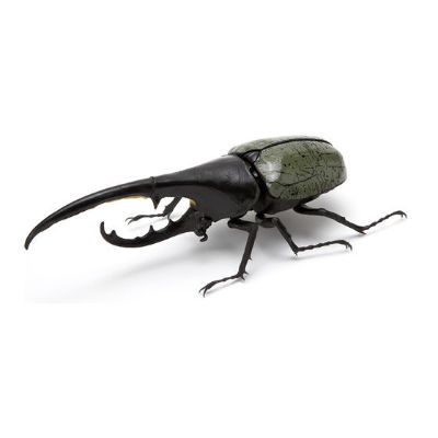 生物大图鉴 甲虫