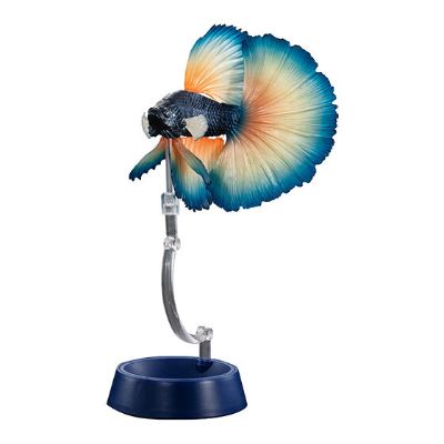 进化生物大图鉴 斗鱼