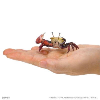 生物大图鉴 迷你系列 甲壳类