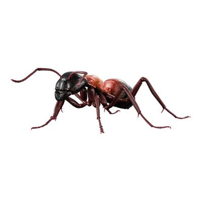生物大图鉴 蚂蚁
