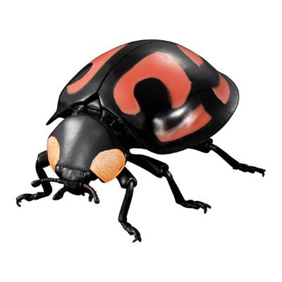 进化生物大图鉴 瓢虫