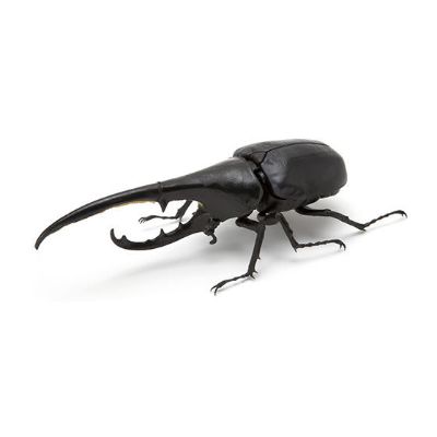 生物大图鉴 甲虫