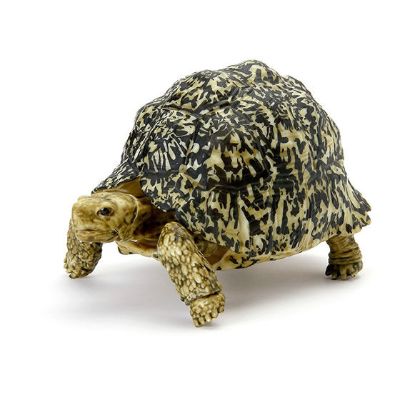 生物大图鉴 陆龟 5