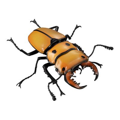 生物大图鉴 锹甲 5