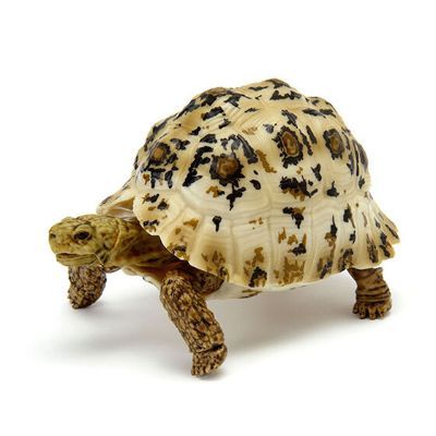 生物大图鉴 陆龟 6