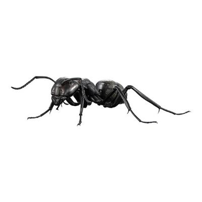 生物大图鉴 蚂蚁