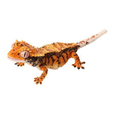 爬行生物大图鉴 睫角守宫