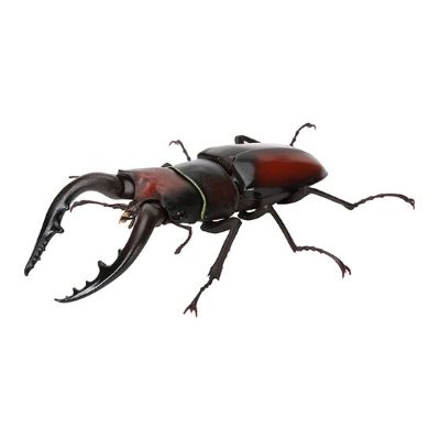 生物大图鉴 锹甲 6