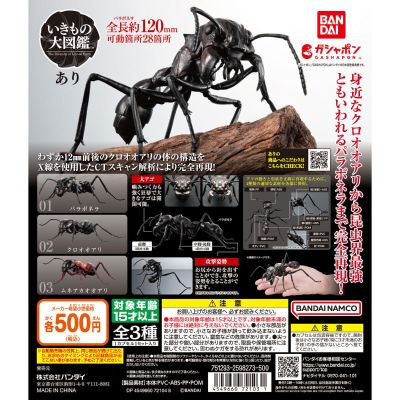 生物大图鉴 蚂蚁