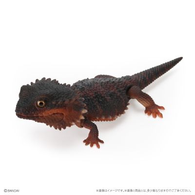 爬行类生物大图鉴 多疣壁虎 与 鬃狮蜥