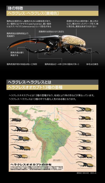 高级生物大图鉴 长戟大兜虫