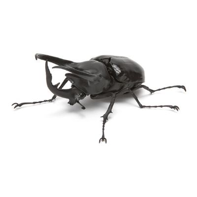 生物大图鉴 甲虫 2
