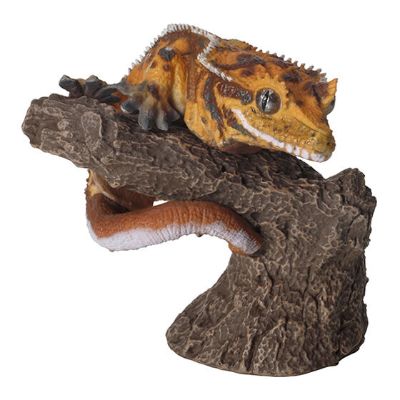 生物大图鉴 卷手指系列 豹纹壁虎 与 睫角壁虎02