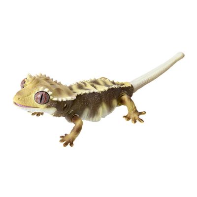 爬行生物大图鉴 睫角守宫