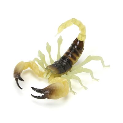 生物大图鉴 蝎子