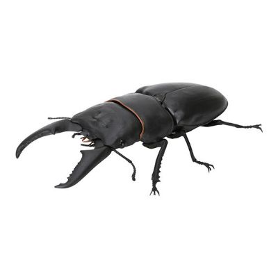 生物大图鉴 锹甲 6