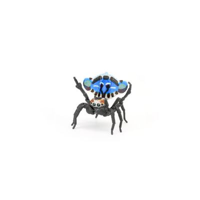 生物大图鉴 孔雀蜘蛛