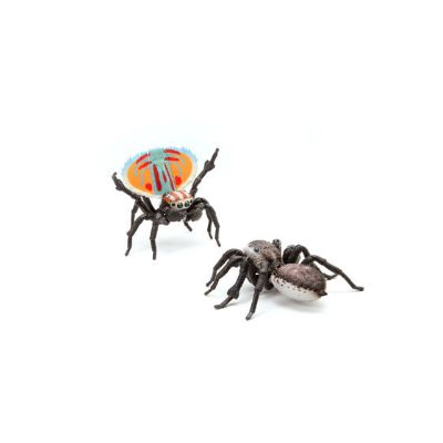 生物大图鉴 孔雀蜘蛛