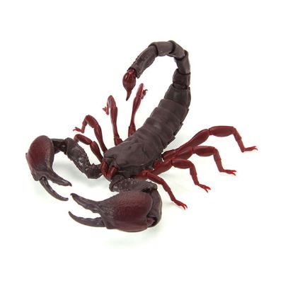 生物大图鉴 蝎子
