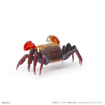 生物大图鉴 迷你系列 甲壳类