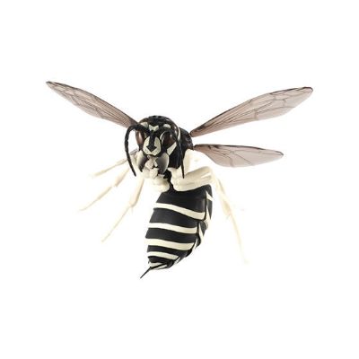 生物大图鉴 胡蜂亚种