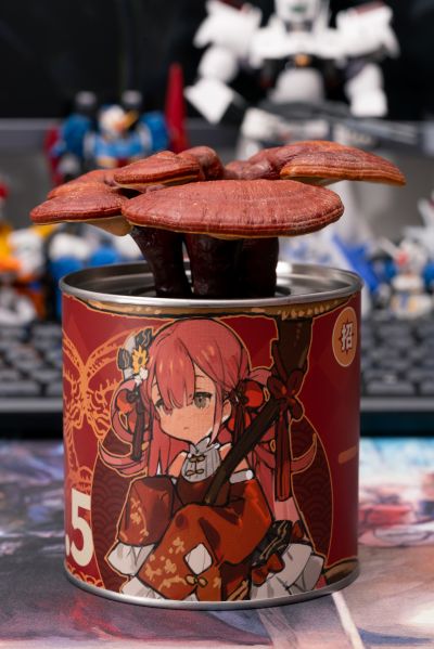 菇娘如意灵芝 特典随拍