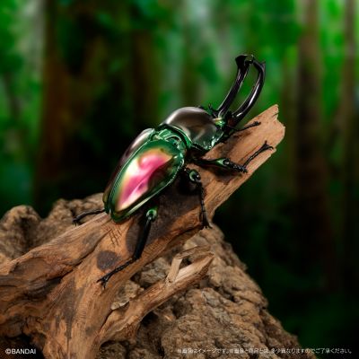 高级生物大图鉴 白金蜣螂 与 彩虹锹甲 展示架套装