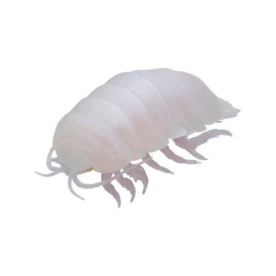 生物大图鉴 鼠妇 球形挂件 大王具足虫