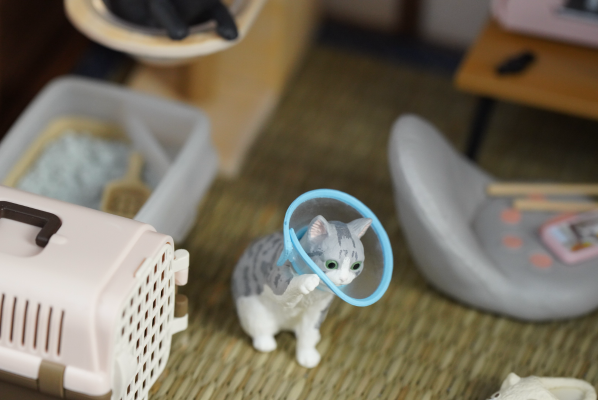 小小样品 猫田的日常